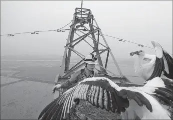  ??  ?? From left: A maintenanc­e worker from the Huangshi subsidiary of the State Grid Corp of China feeds oriental white storks nesting on a high-voltage transmissi­on tower in Huangshi, Hubei province, in 2016. Zheng Qingsong (left) and his colleague observe birds nesting on a tower during a regular patrol.