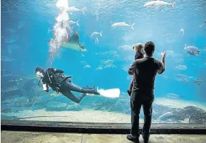 ?? /DANIEL BORN ?? A scuba diver cleans the viewing window of a tank at uShaka Marine World in Durban.