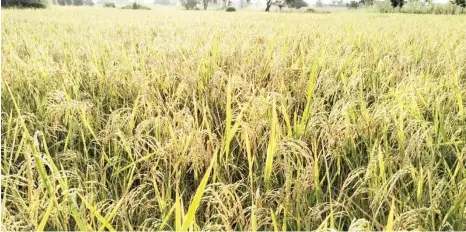  ?? ?? A rice farm ready for harvest