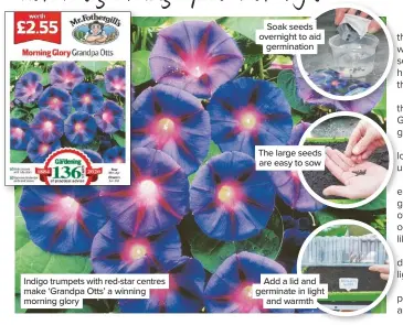  ??  ?? Indigo trumpets with red-star centres make ‘Grandpa Otts’ a winning morning glory
Soak seeds overnight to aid germinatio­n
The large seeds are easy to sow
Add a lid and germinate in light and warmth