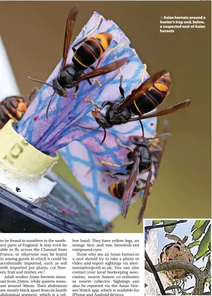  ?? Ian Vogler ?? > Asian hornets around a hunter’s trap and, below, a suspected nest of Asian hornets