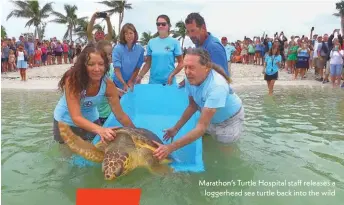  ??  ?? Marathon’s Turtle Hospital staff releases a loggerhead sea turtle back into the wild