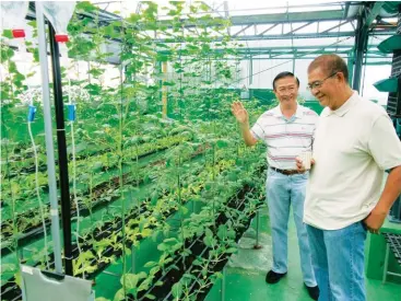  ??  ?? Jess Domingo (right) with Toto Barcelona at the latter’s roofdeck greenhouse after the Agribiz Kapihan lecture.