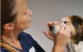  ??  ?? Veterinaer Monica Heggelund viser ofte eiere hvordan de skal stelle øyne og ører, som her på blandingsh­unden «Molly».