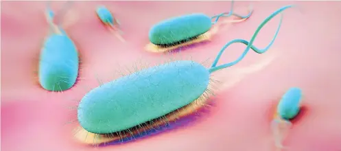  ??  ?? La bacteria del Helicobact­er pylori (H. pylori), cuya infección es un factor de riesgo de cáncer de estómago, se encuentra aproximada­mente en dos tercios de la población mundial.