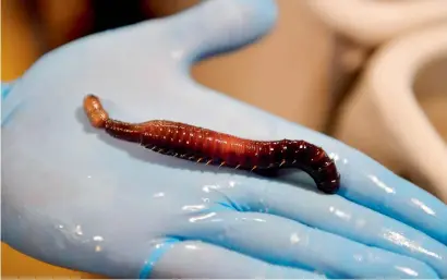  ?? AFP ?? An employee of Aquastream firm shows a marine worm in Ploemeur, western France. —