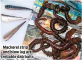  ??  ?? Mackerel strip and blow lug are reliable dab baits