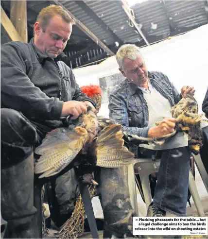  ?? Gareth Jones ?? Plucking pheasants for the table... but a legal challenge aims to ban the birds release into the wild on shooting estates