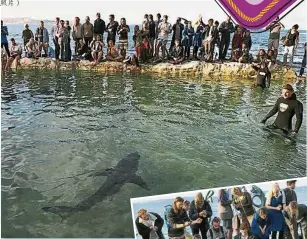  ??  ?? 海洋生物組織人員將大­白鯊移到仙女亭中，待牠復原後再將放生大­海。（路透社照片）