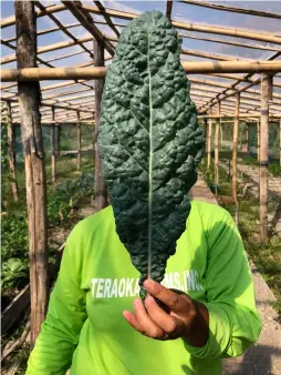  ?? ?? A farmer holds up a kale leaf bigger than their face.