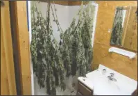  ?? Submitted photo ?? GROW OPERATION: Some of almost 12 pounds of marijuana reportedly recovered Monday morning from a residence at 257 Arkridge Road is seen hanging in a bathroom. The resident, James Dean Ledbetter, 54, was charged with multiple felony charges after a search warrant was executed by Garland County sheriff’s deputies.