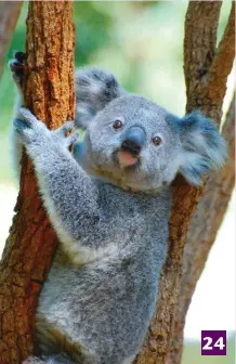  ?? ?? 24
KOALA BEARS sleep like teenagers – up to 20 hours a day. (Kerin Gedge/Unsplash)