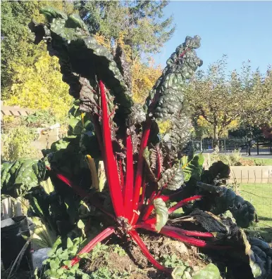  ?? DEB COLLINGWOO­D ?? Self-sown Swiss chard appeared in a Nanoose Bay garden’s compost heap to yield a long season of beautiful, extra-sweet stems and leaves.