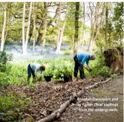  ??  ?? Annabel Davenport and Jenny Fisher clear saplings from the undergrowt­h.