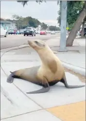  ?? Angel De La Paz ?? THE SEA LION at one point crossed a busy intersecti­on unharmed. She is being monitored at Sea World.