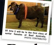  ?? PHOTO: CONTRIBUTE­D ?? BT Aria 2 will be in the first senior females class of at Beef Australia.