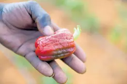  ?? FILE PHOTOS ?? Farmer Hansle Peart holds a stunted sweet pepper on his farm in Chudleigh, Manchester, in 2020.