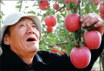  ?? FENG GECAI / FOR CHINA DAILY ?? Jixian apples, which have now been added to the national list of geographic­al indication­s, have grown into a major industry.