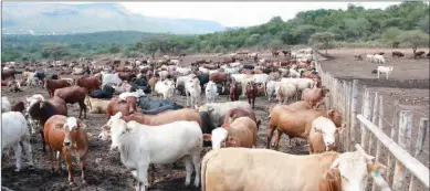  ?? PIC: MORERI SEJAKGOMO ?? The rampant stock theft in Palapye is said to be difficult to contain
