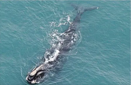  ?? COURTESY CENTER FOR COASTAL STUDIES
THE CANADIAN PRESS ?? Some modelling has shown that if the mortalitie­s continue, the right whale species could go extinct by 2040.