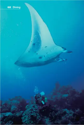  ??  ?? Clockwise from left: Manta ray in Palau; clownfish in front of a closed sea anenome; Four Seasons Explorer liveaboard in the Maldives; moray eel in Manado; and a well-run dive shop in Papua New Guinea