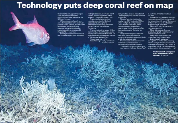  ?? Photo / AP ?? An alfonsino fish among coral on the Blake Plateau off the US coast.