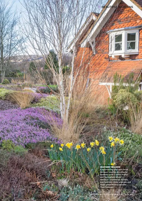  ??  ?? HEATHERY HILLSIDE A meandering bark path leads between swathes of colourful heathers (pink ‘Lohse’s Rubin’ and ‘Springfiel­d White’), narcissus, snowdrops, birches, tree heathers (Erica arborea) and wispy grass Molinia caerulea
‘Poul Petersen’