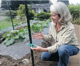  ?? Keith McCrae ?? Calgary horticultu­ralist Donna Blazer shows one way to keep pests like rabbits away from your growing vegetables.