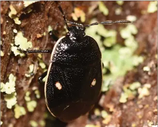  ??  ?? The ‘attractive’ cow wheat shieldbug has suffered a worrying decline