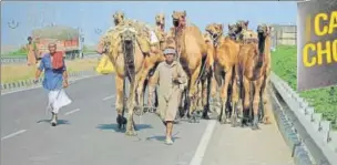  ?? ISTOCK ?? ▪ Nomads in Bhuj, Gujarat, struggle to sell camels at fairs. Grazing land is harder to find. But selling camel milk for massproduc­ed chocolate may help keep the community afloat.