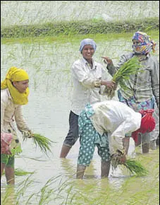  ?? HT/FILE ?? Farm loan waivers are a major fiscal risk over the medium term, impacting credit discipline and vitiating credit culture, the report noted. According to initial estimates, total loan waivers announced during 201718, till August 2, amount to 0.4% of GDP