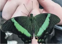  ?? PHOTOS: PAUL GORMAN ?? Now that’s what I call a butterfly! One of the recently hatched green ones (sorry for the lack of detail) at the Otago Museum’s Tropical Forest at the weekend.