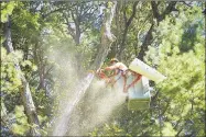  ?? Contribute­d photo ?? An Eversource worker uses a chainsaw to cut a large branch as part of routine tree-trimming work across Connecticu­t.