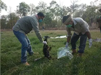  ?? Wildlife Conservati­on Society via AP ?? Community rangers dispose of the remains of a giant ibis in Cambodia. In April, the Wildlife Conservati­on Society documented the poisoning of three critically endangered giant ibises for the wading bird's meat. “Suddenly rural people have little to turn to but natural resources and we’re already seeing a spike in poaching,” said Colin Poole, the group's regional director for the Greater Mekong.