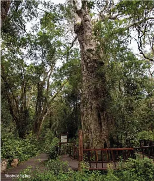  ??  ?? Woodville Big Tree