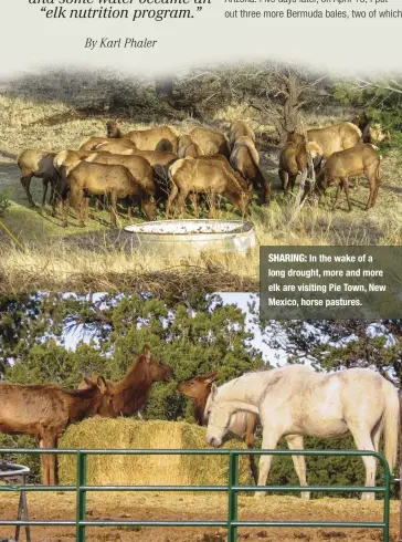  ??  ?? SHARING: In the wake of a long drought, more and more elk are visiting Pie Town, New Mexico, horse pastures.