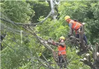  ?? AHMAD KHUSAINI/JAWA POS ?? AGAR TAK MEMBAHAYAK­AN: Petugas PLN dan DKRTH memangkas pohon yang dianggap terlalu rindang di sekitar kabel listrik kemarin.