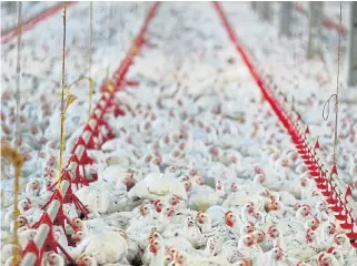  ?? /Reuters ?? Poultry wars: SA is poised to increase tariffs on poultry imports after the local industry blamed cheap chicken products from Brazil, the US and Europe for the loss of thousands of jobs and the demise of the once thriving sector.