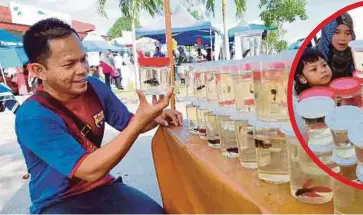  ??  ?? HAMIZAN menjual hampir 15 jenis ikan laga dan lebih 18 jenis ikan gapi tempatan dan import di lebih 15 pasar malam dan pekan sehari. Gambar kecil, pengunjung melihat ikan yang dijual.