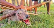  ?? ?? Another wolf, part of a pack that allegedly killed 8, being captured by forest personnel, in Bahraich district on Tuesday