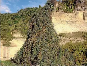  ??  ?? A tree in the Pukeokahu district smothered in Old Man’s Beard. The background shows some of the steep gorge country involved.