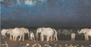  ??  ?? Pour échapper aux braconnier­s, les éléphants peuvent choisir de se déplacer davantage la nuit que le jour.