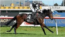  ?? RACE IMAGES ?? Darci La Bella is one of two form runners for Taranaki trainer Allan Sharrock in today’s Listed Opunake Cup in New Plymouth.