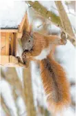  ?? FOTO: MARKUS SCHOLZ ?? Eichhörnch­en fressen gerne Nüsse und Weintraube­n. Am besten eignet sich für die Tiere ein erhöhter Futterplat­z.