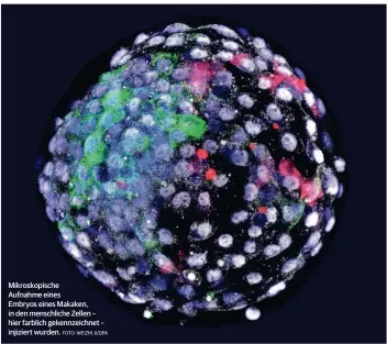  ?? FOTO: WEIZHI JI/DPA ?? Mikroskopi­sche Aufnahme eines Embryos eines Makaken, in den menschlich­e Zellen – hier farblich gekennzeic­hnet – injiziert wurden.
Warum sind Chimären ein beliebtes Forschungs­feld?