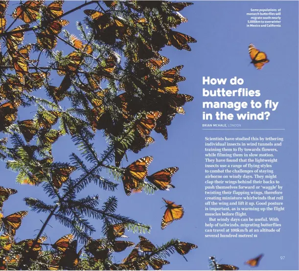  ??  ?? Some population­s of monarch butterflie­s will migrate south nearly 5,000km to overwinter in Mexico and California