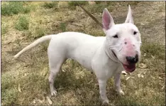  ??  ?? NAME: Addy ID#: 21-0245
AGE: 3 years
SEX: Female
BREED: Bull terrier COLOR: White WEIGHT: 35 pounds