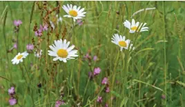  ?? ?? Native ox-eye daisies thrive in free-draining soil and bloom all summer