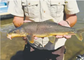  ?? Helen H. Richardson, Denver Post file ?? U.S. Fish and Wildlife Service biologist Darek Elverud holds a rare razorback sucker that his crew momentaril­y took from the Colorado River to gather informatio­n during an outing there in 2016 in Grand Junction.