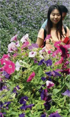  ??  ?? Pemandanga­n mempesona Taman Lavender Cameron Highlands tidak harus dilepaskan.